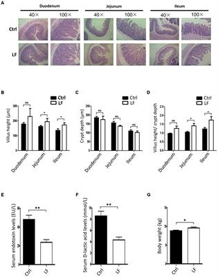 Lactobacillus frumenti Facilitates <mark class="highlighted">Intestinal Epithelial Barrier Function</mark> Maintenance in Early-Weaned Piglets